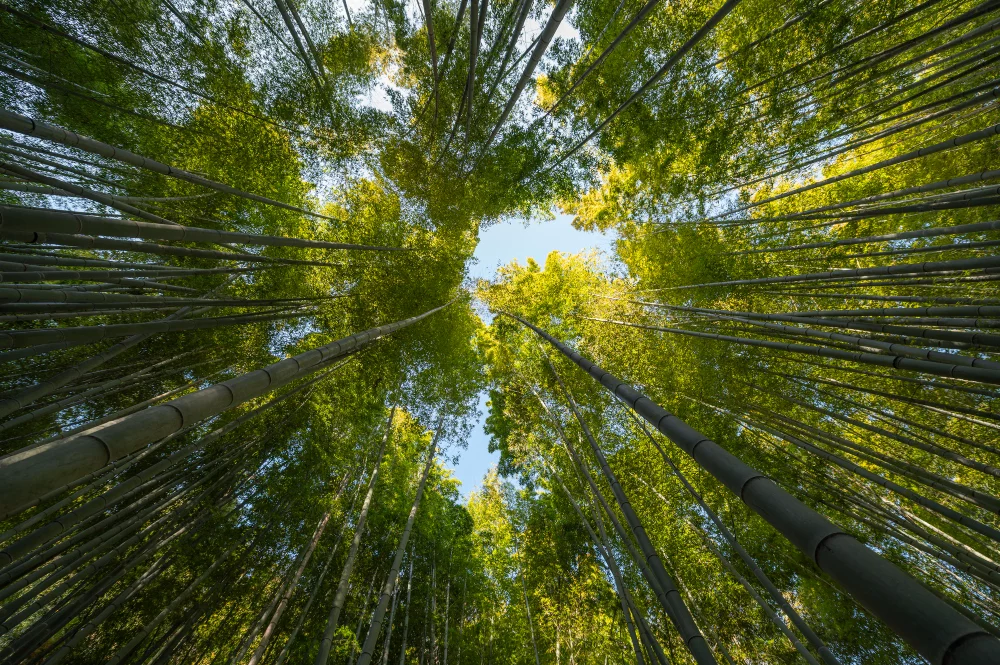 Forêt